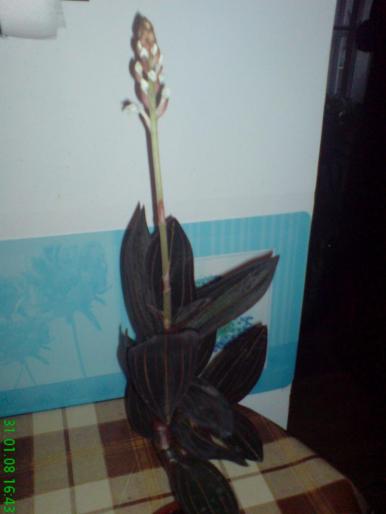 Orhidee deosebita