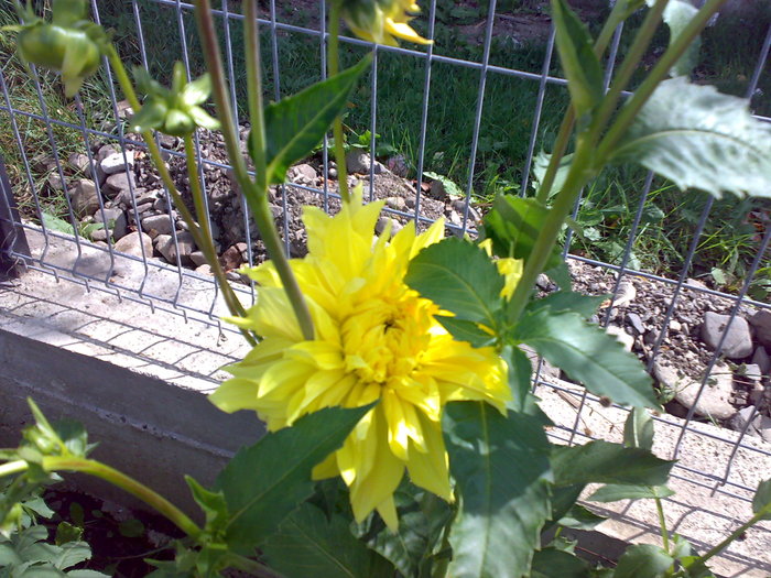 dalie cu floare mare - Florile din gradina mea - 2009