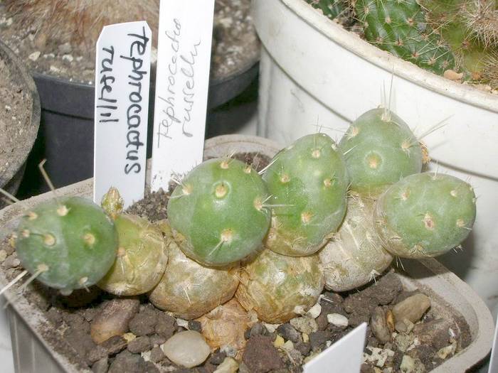 Tephrocactus ruselii