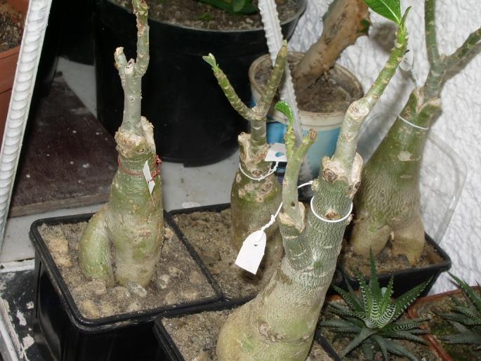 Adenium obesun - plante altoite - Plante cu caudex