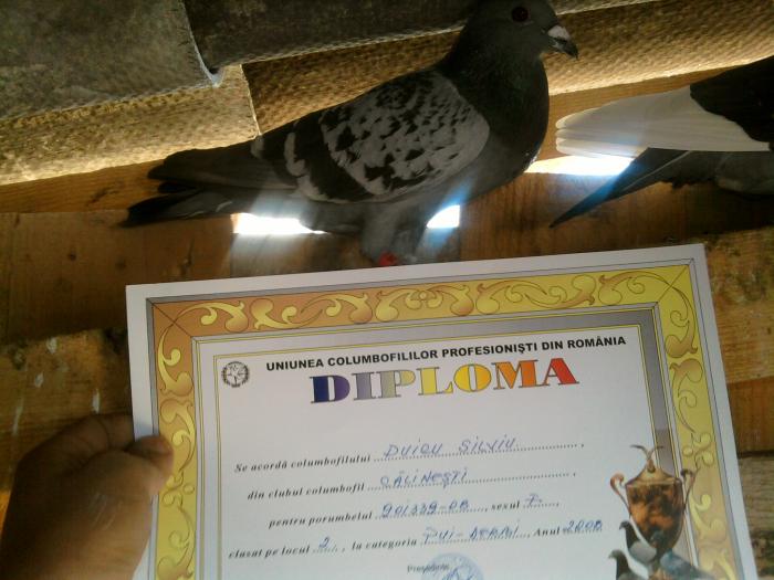 SP_A0094; 901339-08 si diploma sa.
