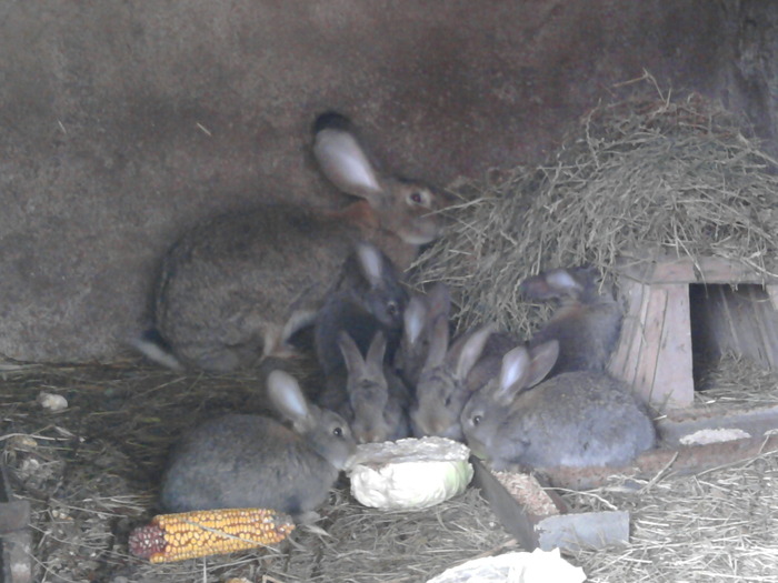 Fotografie0098 - de vanzare pui iepuri rasa urias belgian