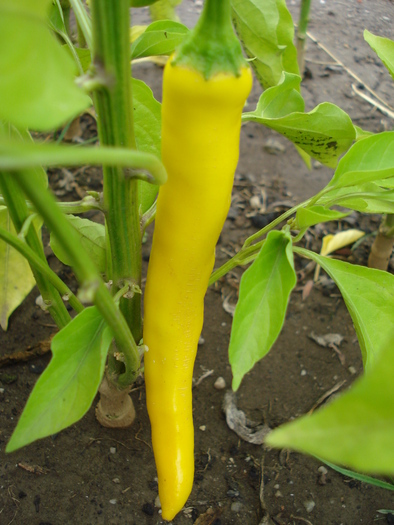 Golden Cayenne Pepper (2009, Aug.16) - Cayenne Golden Hot Pepper