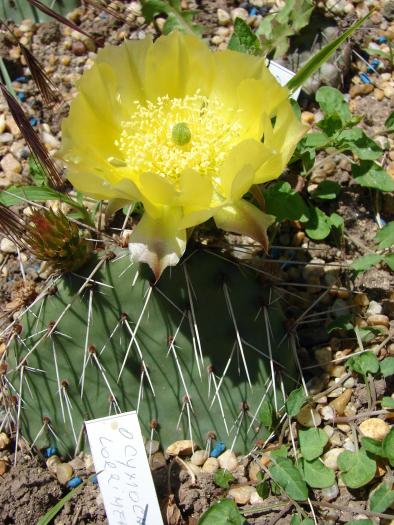 Opuntia cymochilla Lorrimer Co. - Cactusi la Mangalia