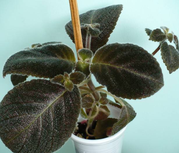 P1110059 - Episcia 2009 - 2010 - 2012 - 2014