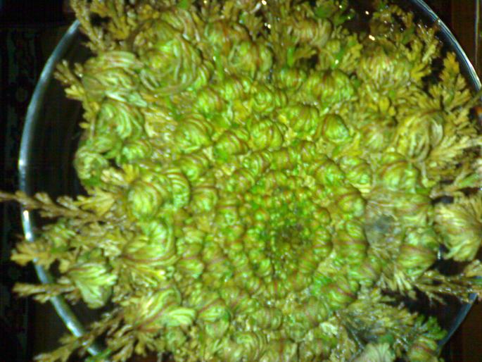 Rose of Jericho; dupa 2 ore
