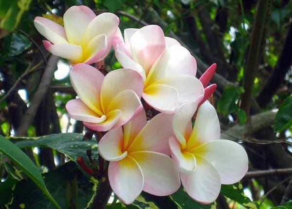 127 - Hawaiian Plumeria 1