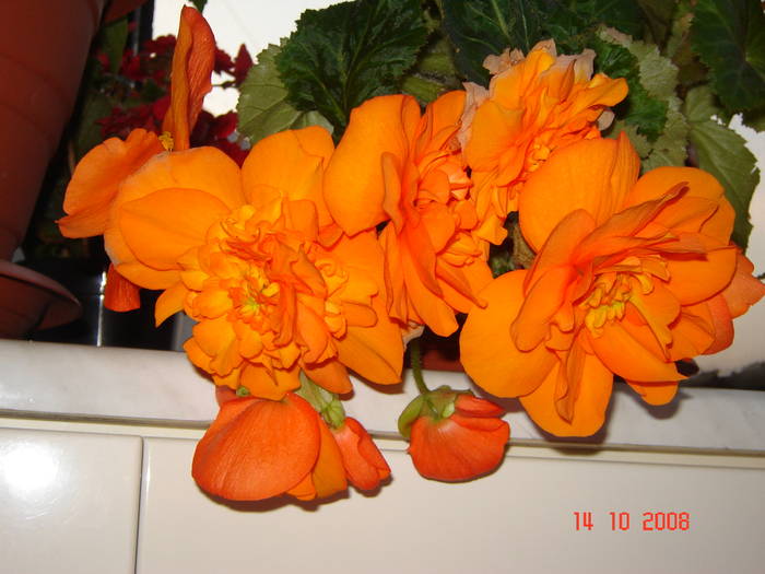 DSC02419 - flori