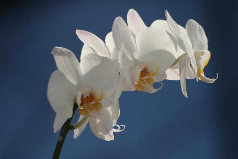 phalaenopsis