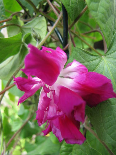 Ipomoea Morning Glory 21 iun 2009 (2)