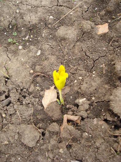 Iris danfordiae (2009, March 13)