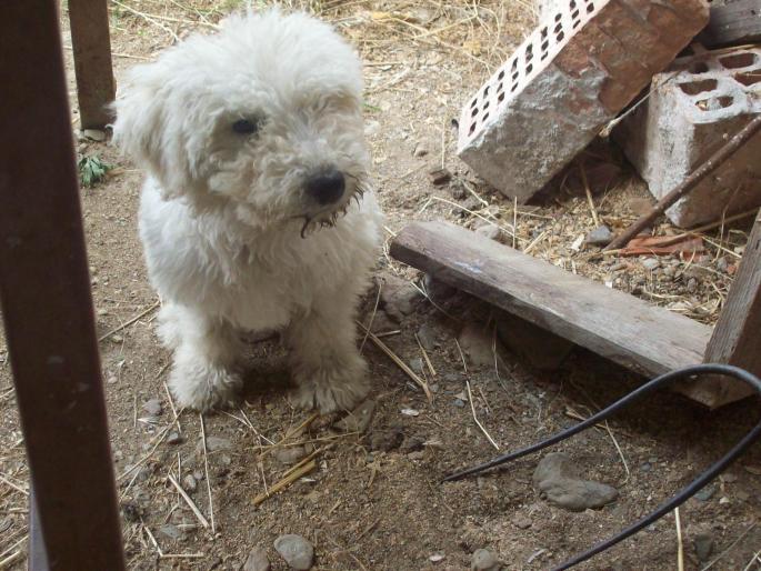 PRAKTIKA KEPEK 502 - KOMONDOR