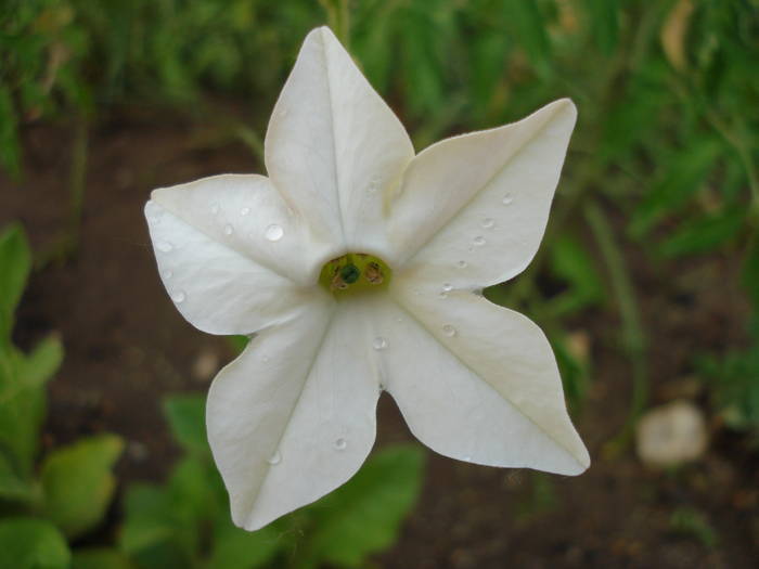 White Nicotiana (2009, June 16) - 06 Garden in June