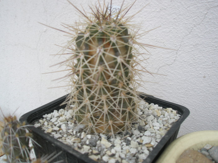 Echinocereus triglochidiatus - 16.01 - plante cu probleme iarna 2010