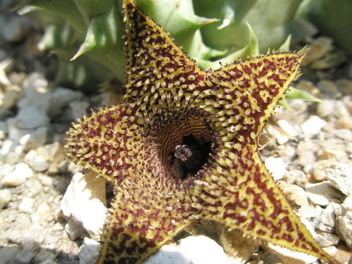 H. pillansii x H. transvalensis - floare