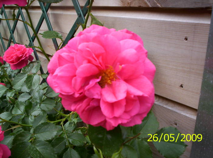 Trandafir Rosarium Uetersen 26 mai 2009 (2)