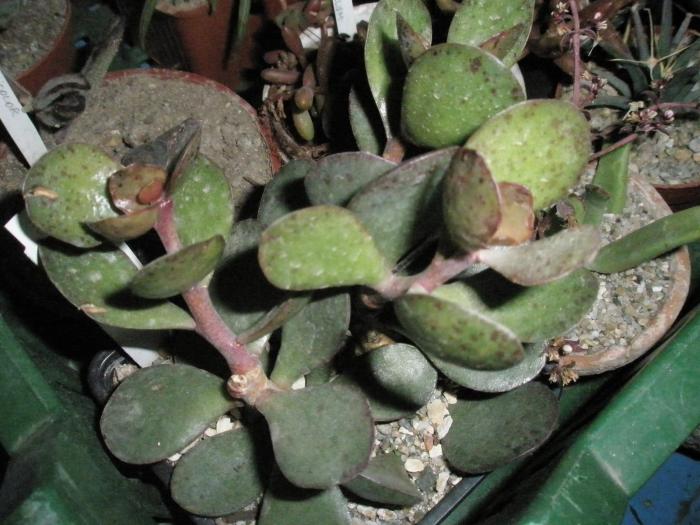 Adromischus hemisfericus - Suculente 2008