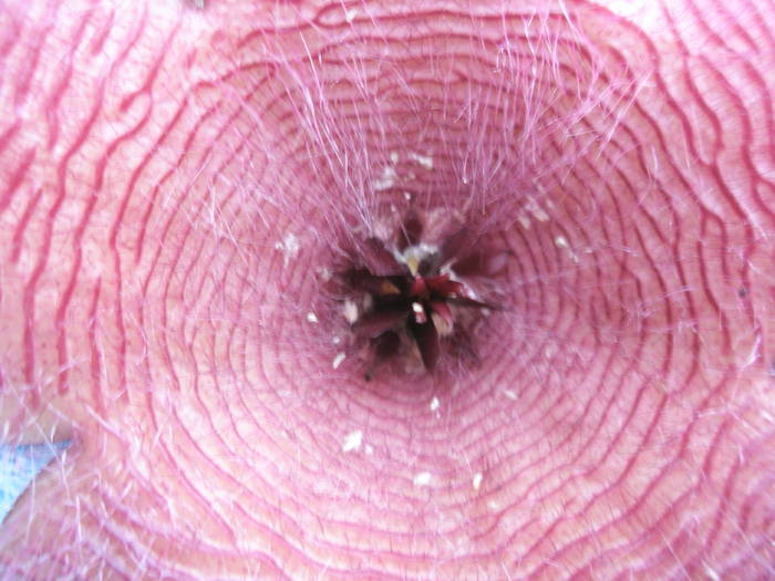 macro de Stapelia flavirostris - 10.07 - Asclepidiacee 2009