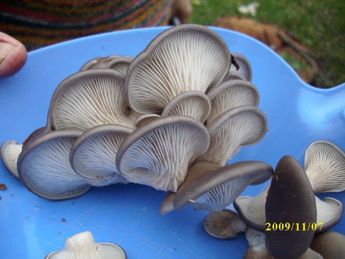DSCI2396 - bureti si ciuperci