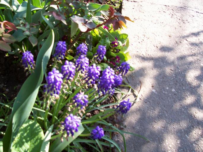 muscari albastru