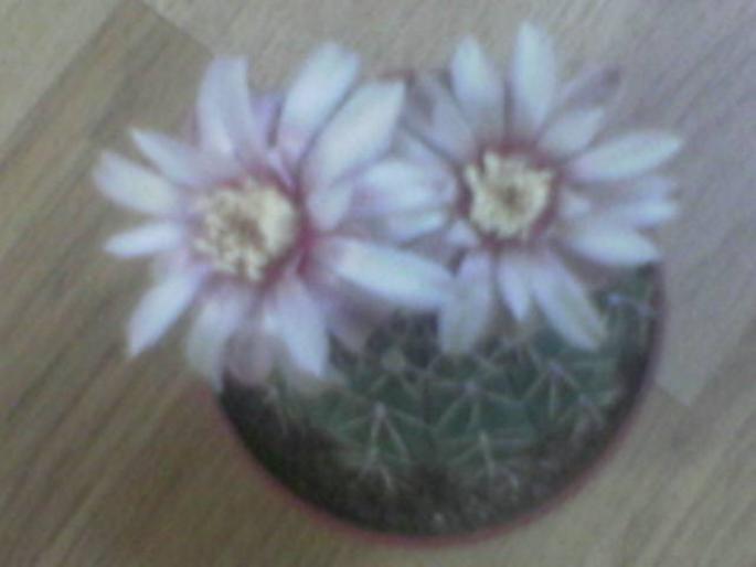 Cactus floare alba de sus