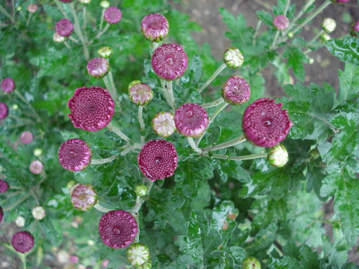 Purple Chrysanths (2009, Oct.17)