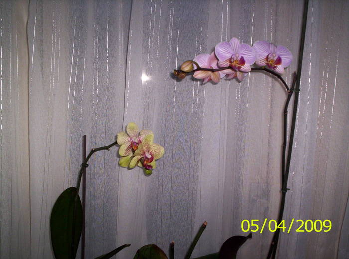 Orhidee phale(a doua inflorire) 5 apr 2009