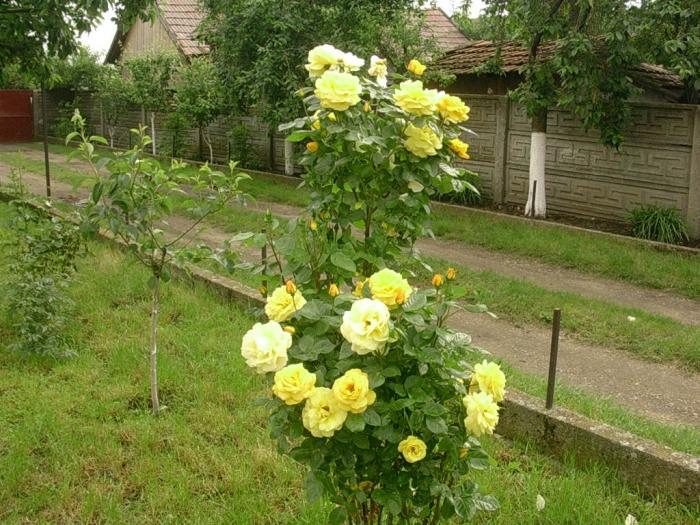 buchet de randafiri galbeni 08; Trandafirul din curtea mea :-)
