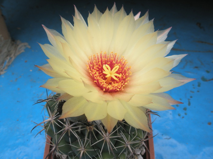 Coryphantha unicornis - 13.09 - Coryphantha