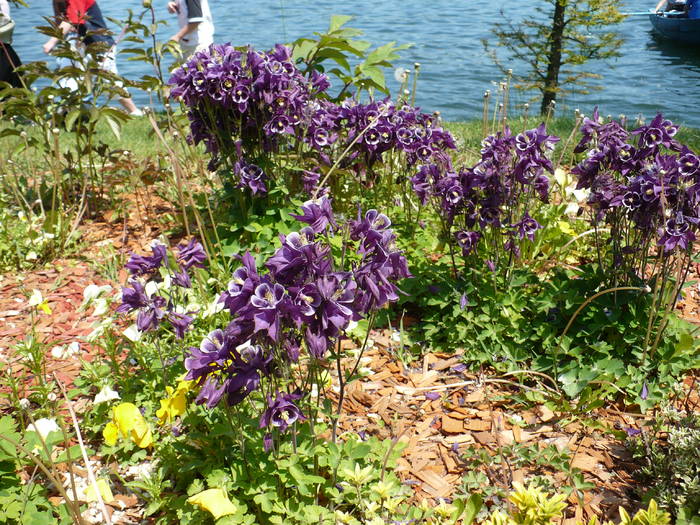 Aquilegia (caldaruse)