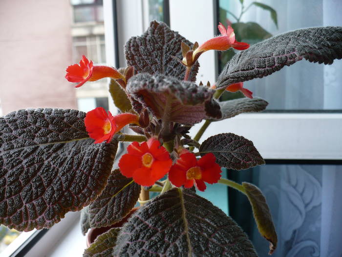 P1100579 - Episcia 2009 - 2010 - 2012 - 2014