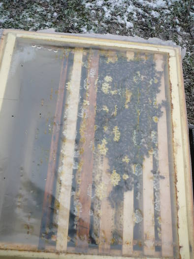 Familia de albine in stup de poliuretan in februarie 2009