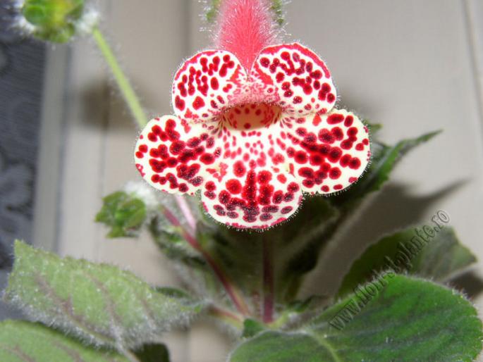 Kohleria Bibbi 2