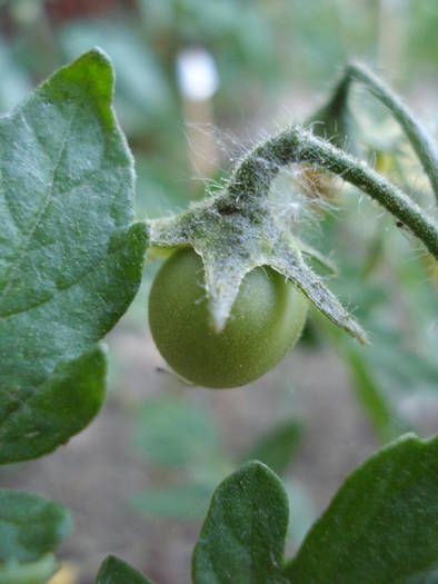 Tomato Garden Pearls (2009, Jun.05) - Tomato Gartenperle