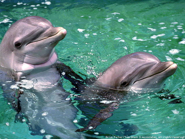 CGJNFPHOBJUVBGFWMMQ - cateva  imagini  cu  delfini