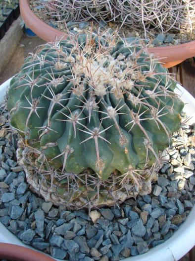 Echinocactus texensis