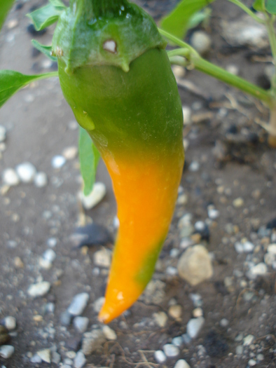 Bulgarian Carrot Pepper (2009, Aug.29) - Bulgarian Carrot Chili Pepper