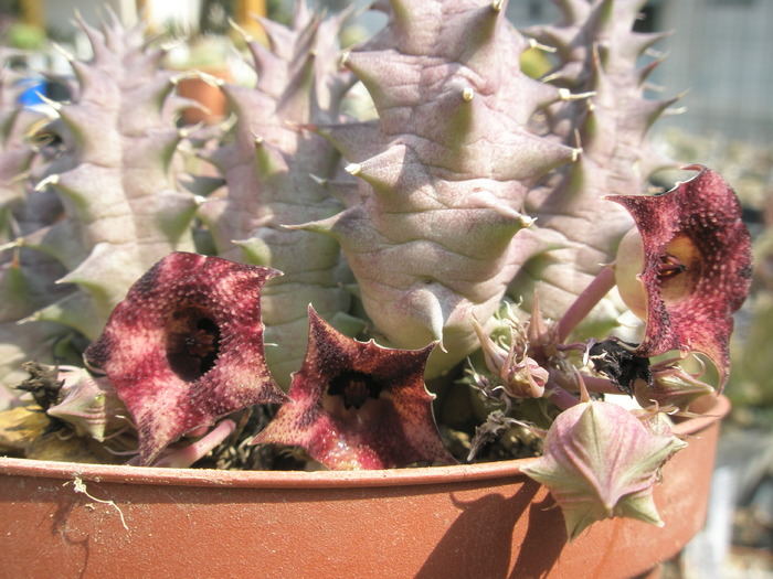 Huernia macrocarpa - 30.08 - Asclepidiacee 2009