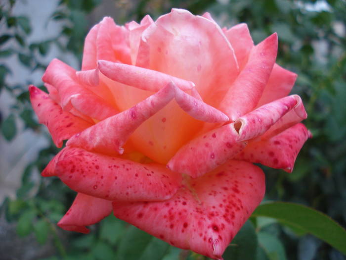 Rose Artistry (2009, August 09)