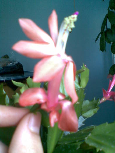 schlumbergera