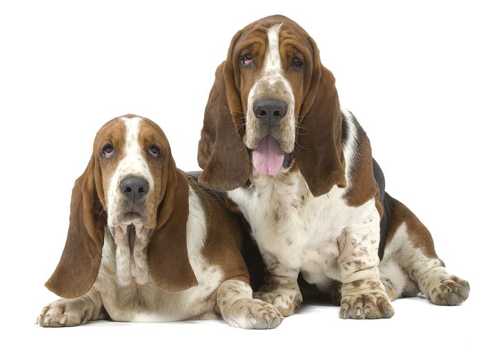 Basset Hounds