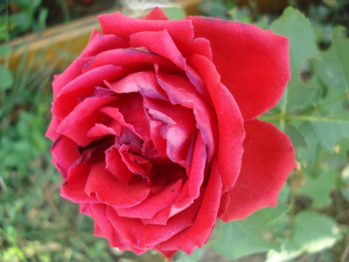 Rose Dame de Coeur (2009, August 28)