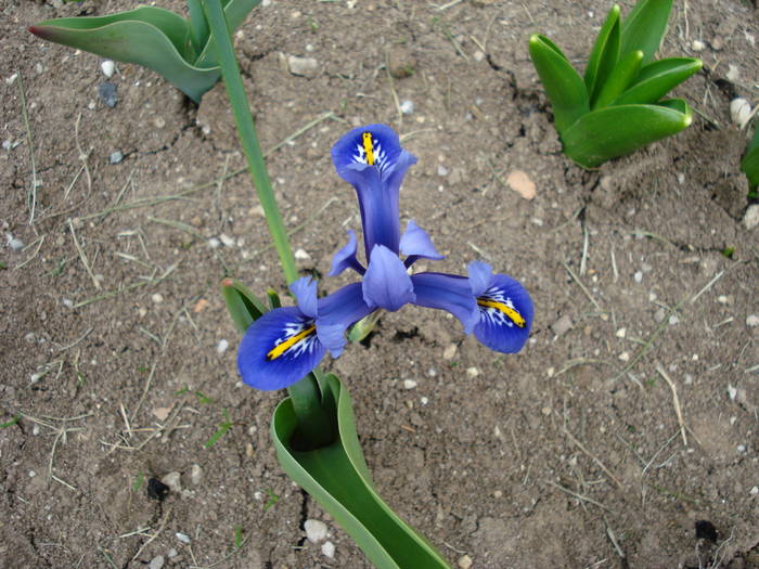 Iris reticulata Harmony (2009, March 29) - Iris reticulata Harmony