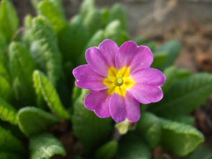 primula