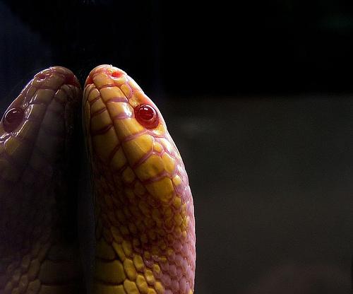 amazing-snake-pictures[1]