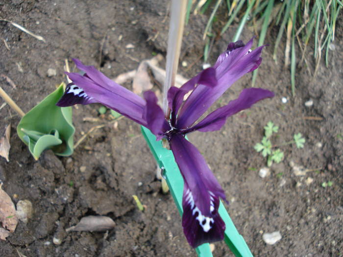 Iris reticulata Purple Gem (2009, Mar.19)