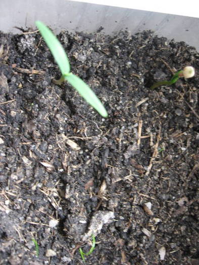 Pin; Seminte culese la inceputul lui aprilie dintr-un con

