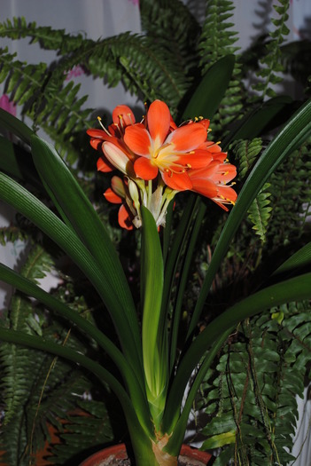 Clivia