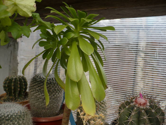 Aenium arborerum - Cactusi 2009