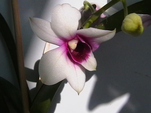 24.02 - orhidee 2009